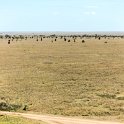 TZA SHI SerengetiNP 2016DEC25 Moru4Area 036 : 2016, 2016 - African Adventures, Africa, Date, December, Eastern, Month, Moru 4 Area, Places, Serengeti National Park, Shinyanga, Tanzania, Trips, Year